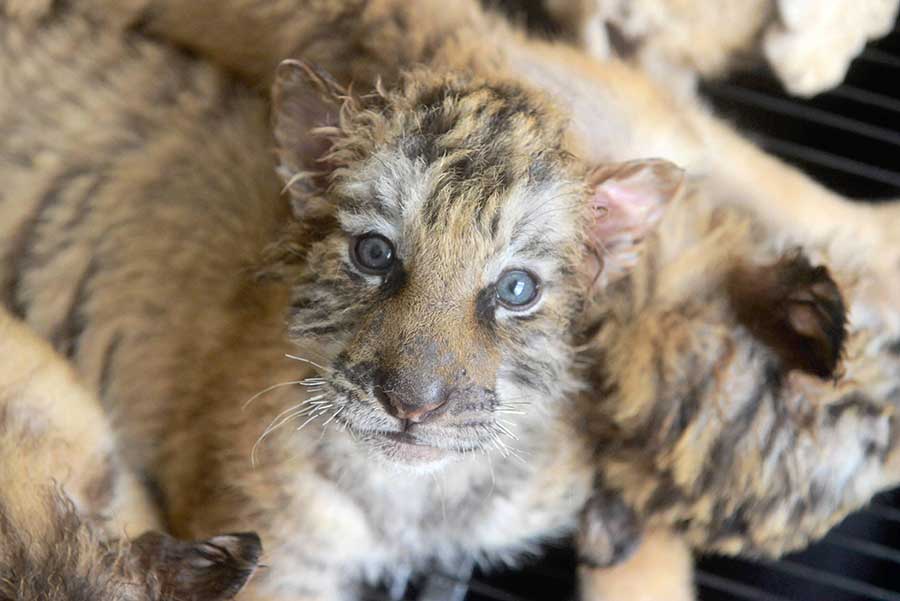 Cute tiger and lion cubs enchant visitors