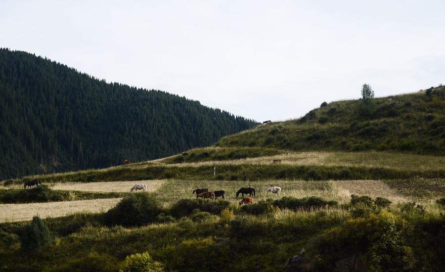 Scenery of Makehe primitive forest in Qinghai