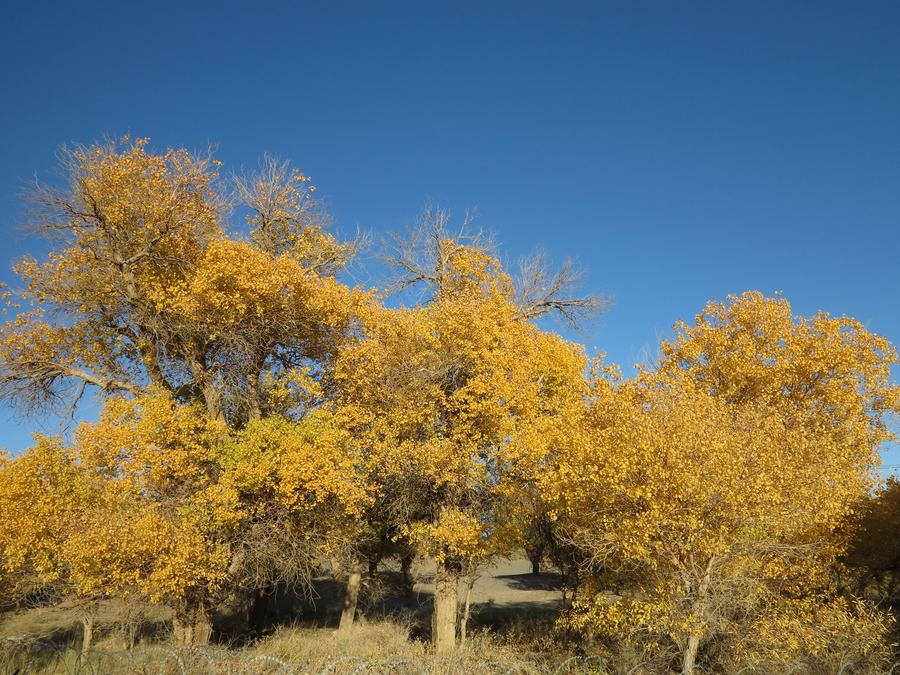 Scenery of desert poplar forest in Inner Mongolia