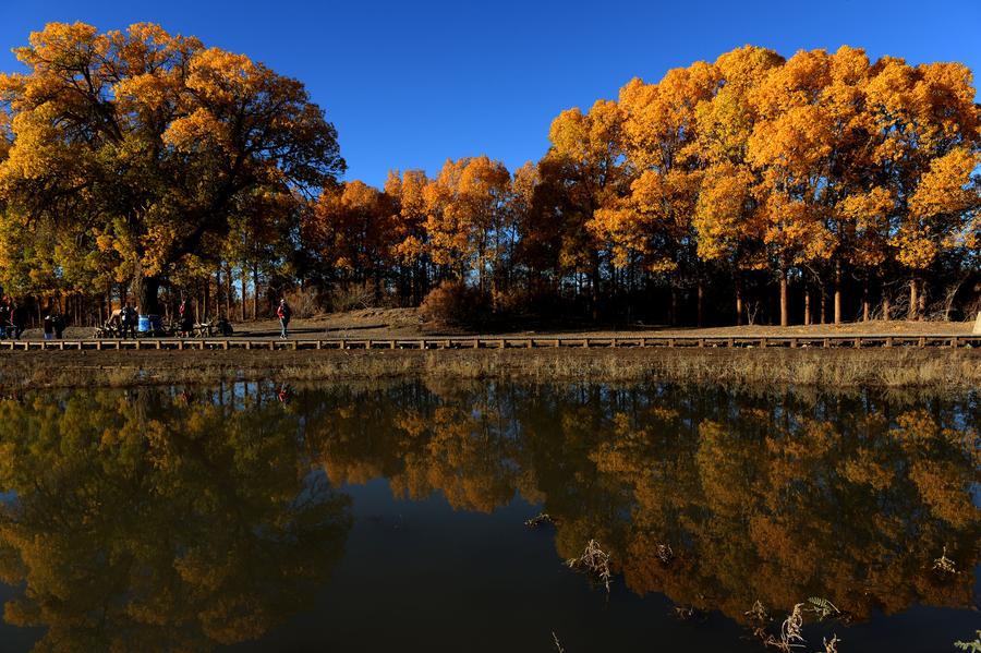 Scenery of populus euphratica forest in Inner Mongolia