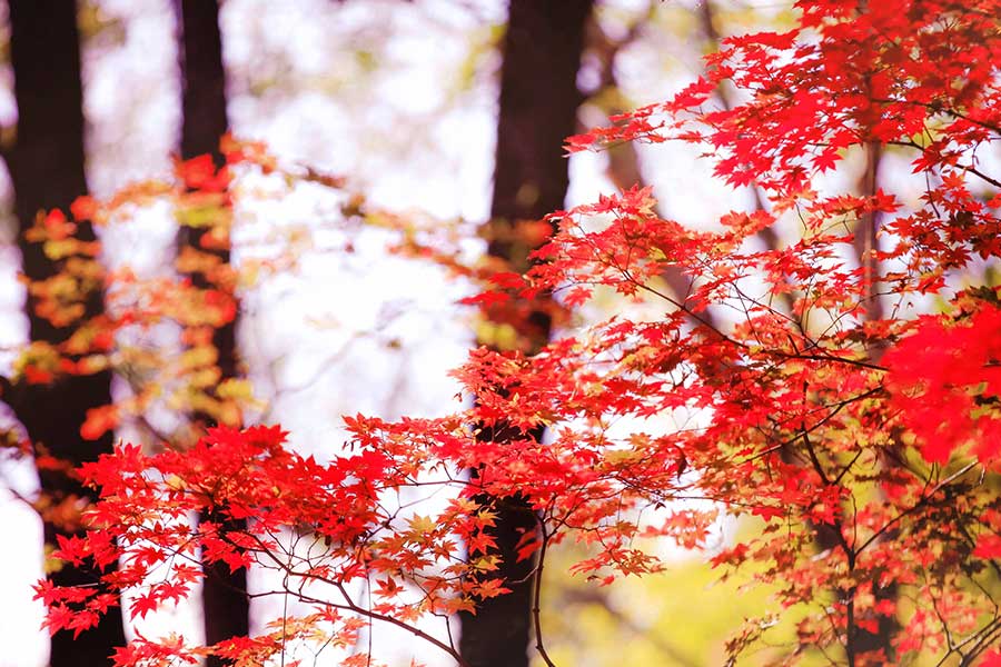 Flaming red maple trees, another late autumn attraction