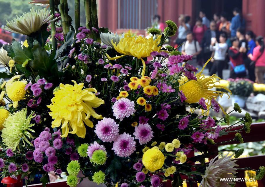 Chrysanthemums burst into bloom in Kaifeng