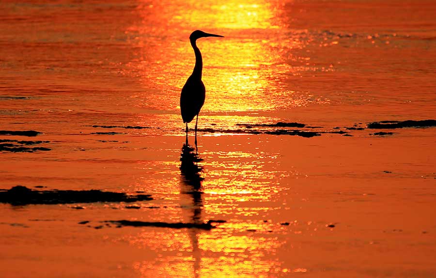 Egret in sunset on Xin'anjiang River