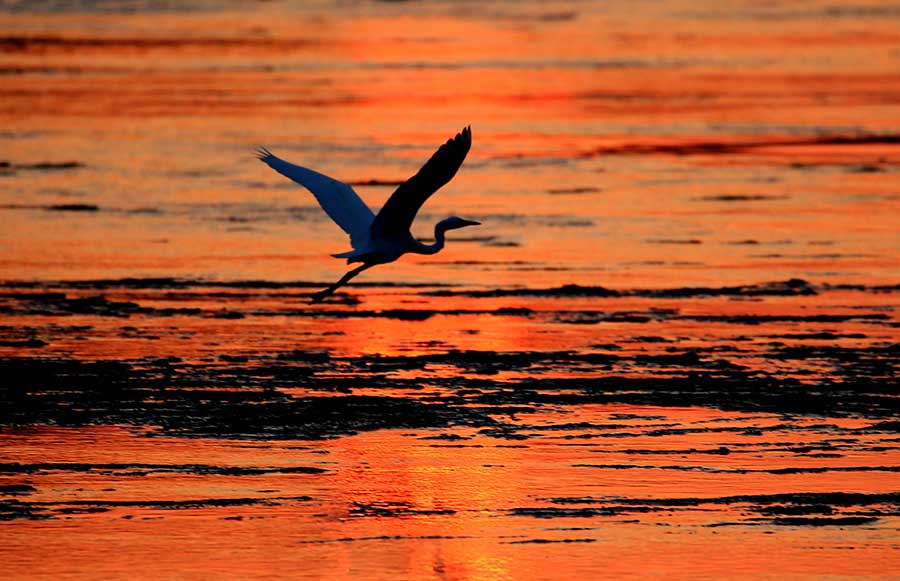 Egret in sunset on Xin'anjiang River