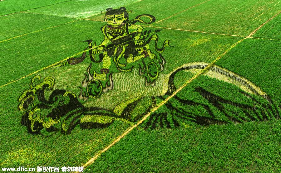 Amazing rice paddy art inspired from crops