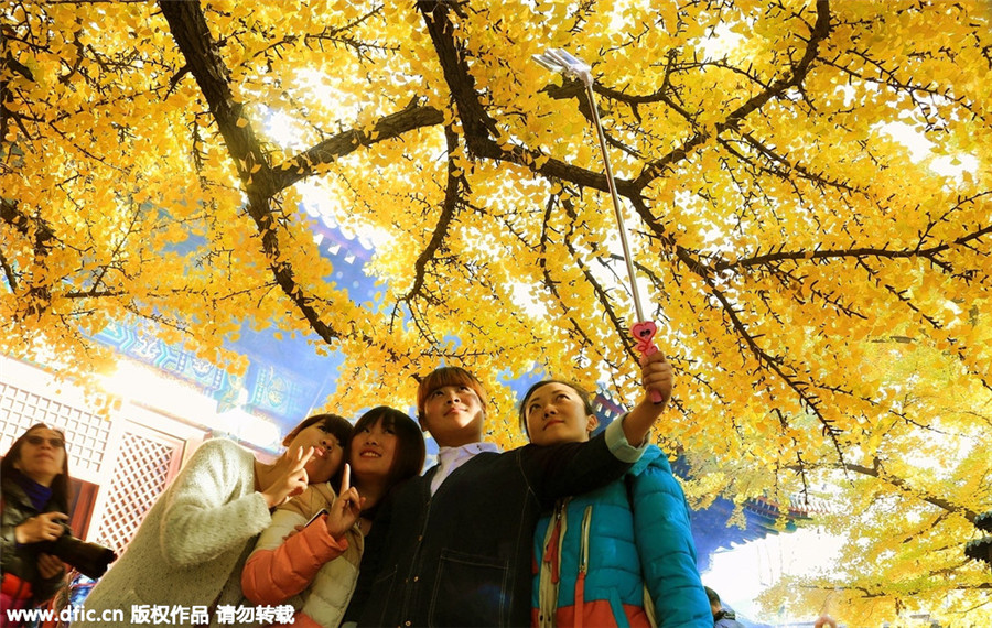 1,100-year-old ginkgo trees attract visitors in Beijing