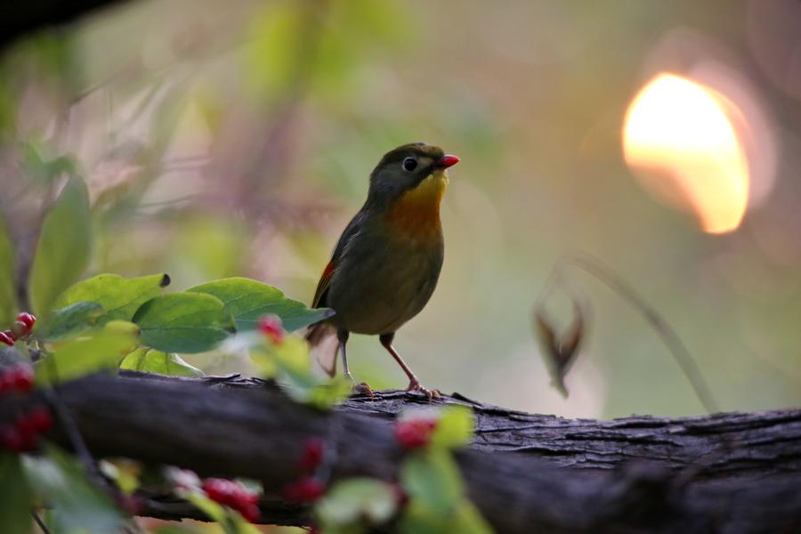 Red-billed leiothrix spotted frolicking in Beijing