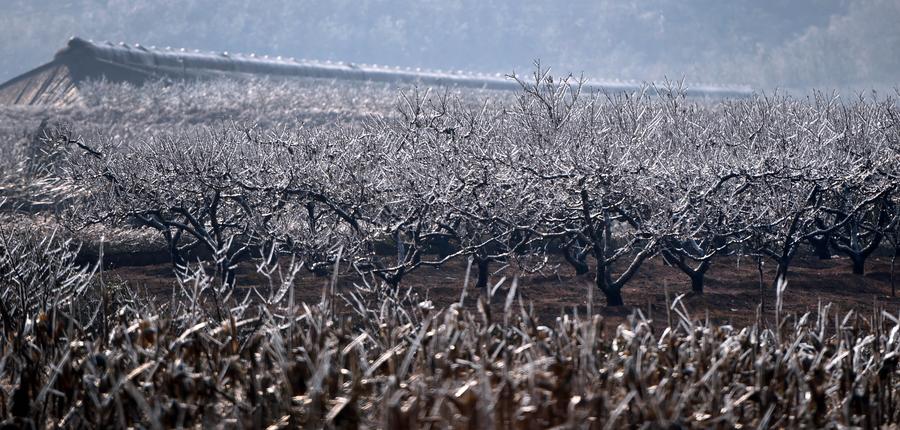 Trees cloaked with ice seen in NE China