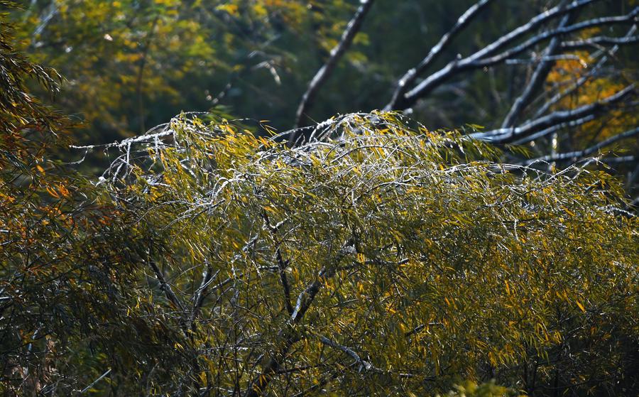 Trees cloaked with ice seen in NE China