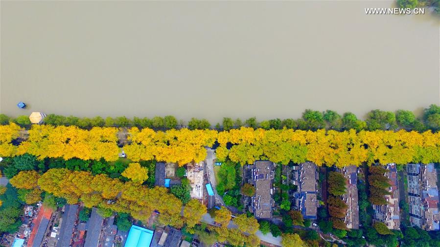 Aerial view of ginkgo trees in E China's Yangzhou