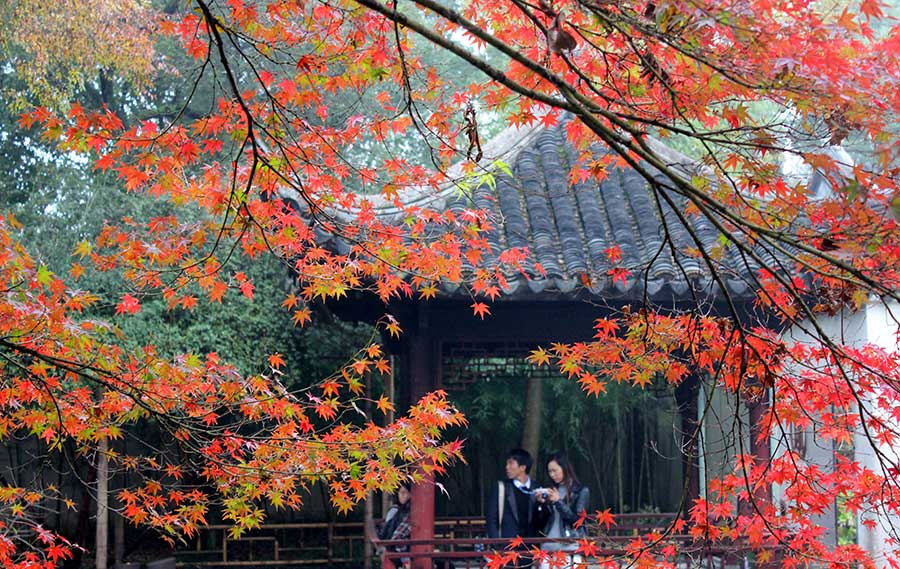 Red maple leaves add flavor to Zhuozheng garden's early winter scenery