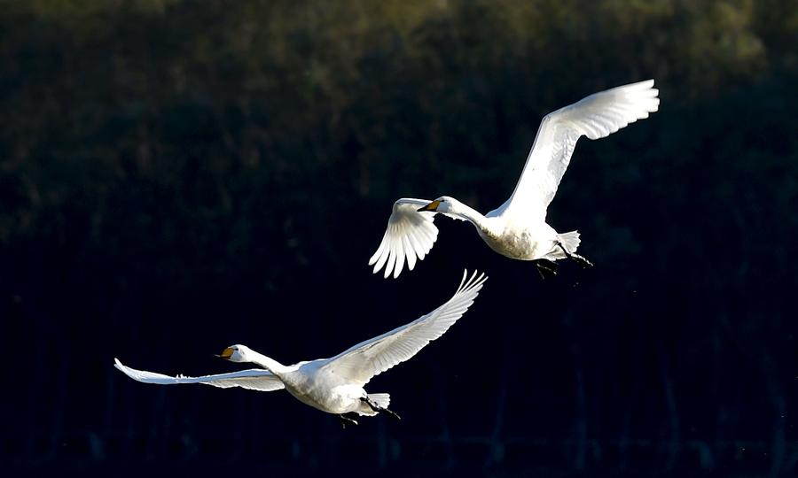 Swans leave freezing Siberia for sunny Henan