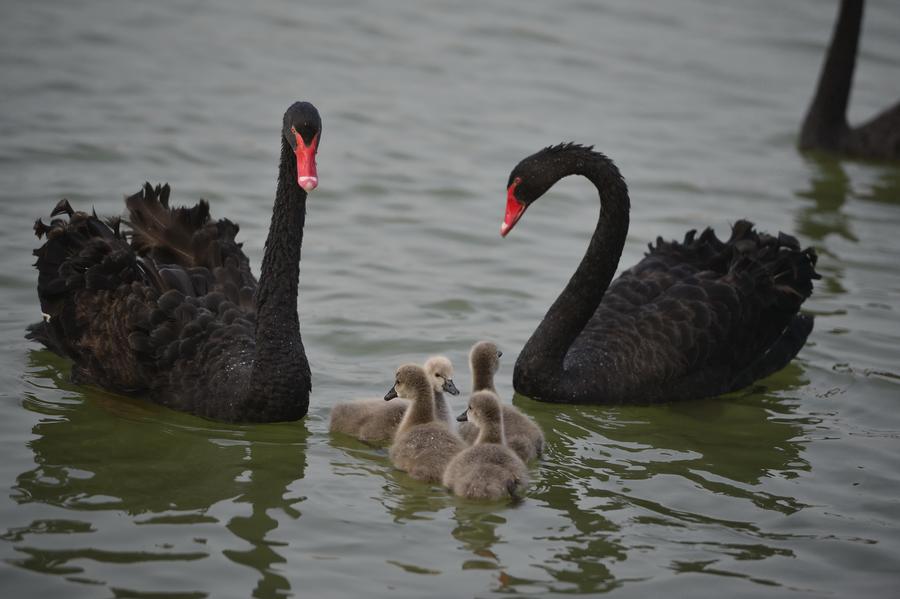 Black swans enjoy time with babies at wetland of Aixi Lake