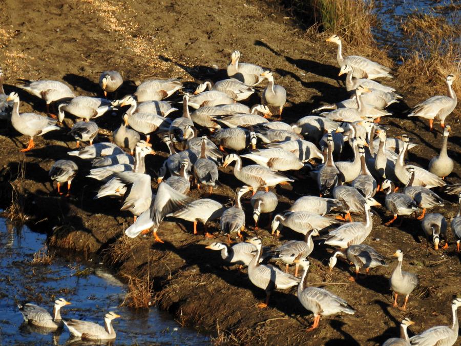 Migratory birds seen on Caohai Nature Reserve in SW China