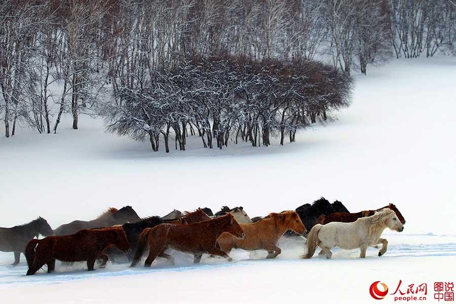 Horses galloping on snow-covered grasslands