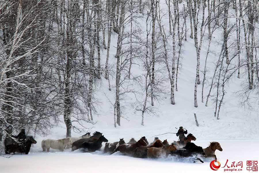 Horses galloping on snow-covered grasslands