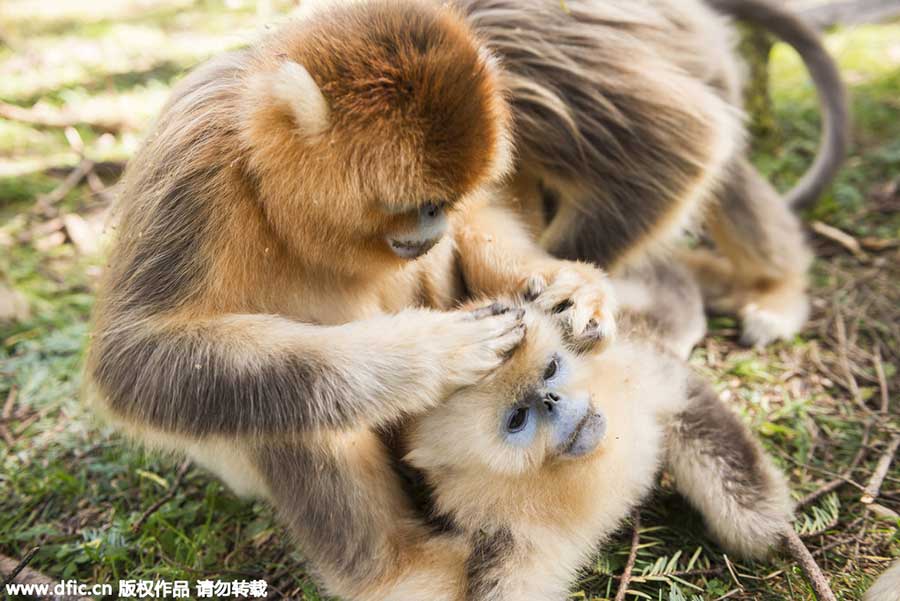 Top 10 scenic areas in China to see monkeys