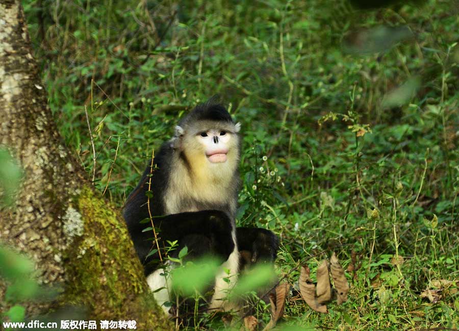 Top 10 scenic areas in China to see monkeys