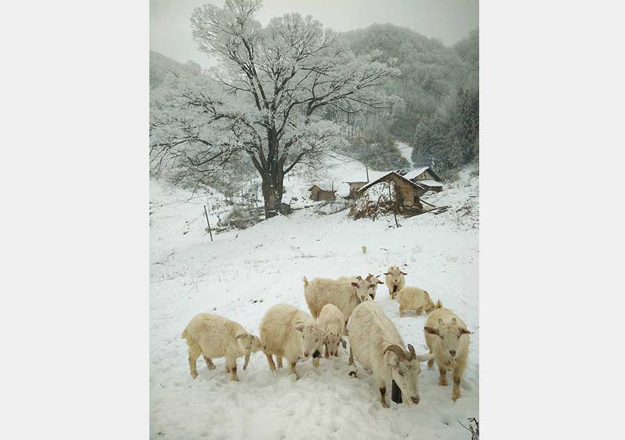 Rime scenery at Longping township, C China