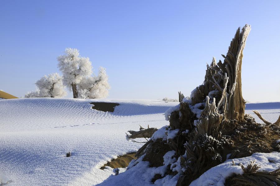 Rime scenery in Taklimakan Desert, NW China's Xinjiang