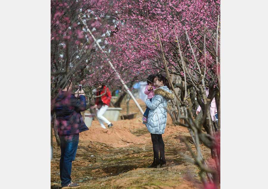 Plum trees blossom to embrace spring in Lincheng, Zhejiang province