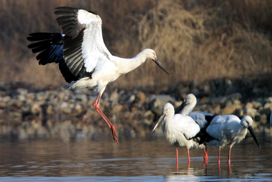 Oriental storks look for food at Zhangjiacun Wetland in Dalian