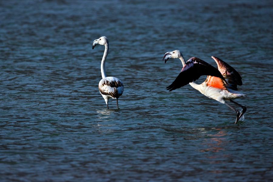 Flamingos rest along the Yellow River in Qinghai