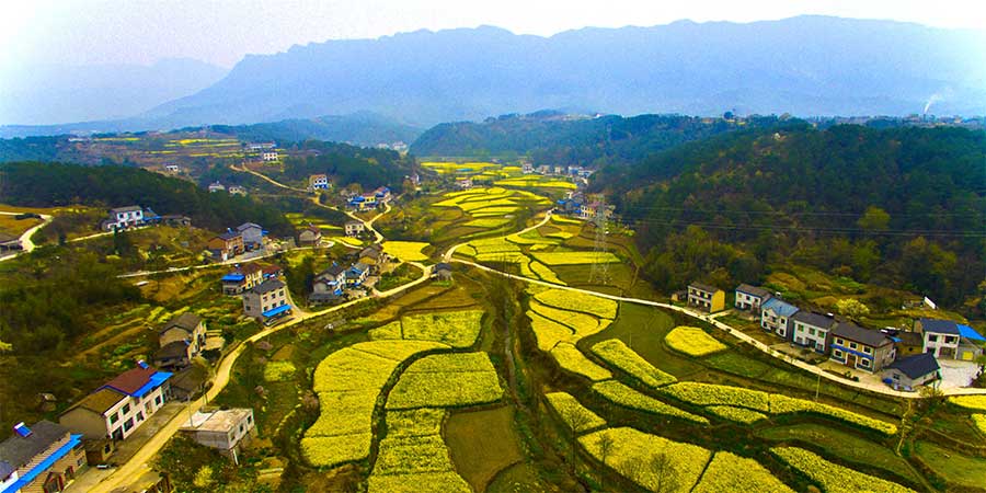 Aerial view of cole flower fields presents unique pastoral charm