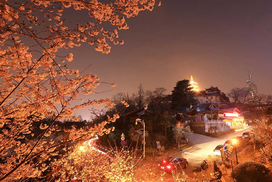 Cherry blossoms bathed in night light in Nanjing