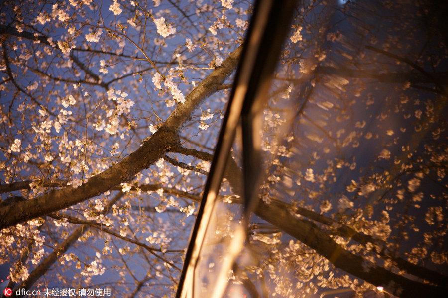 Cherry tree blooms at night