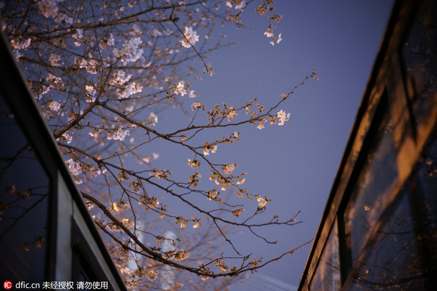 Cherry tree blooms at night