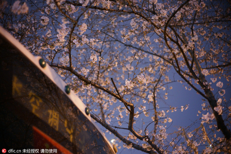 Cherry tree blooms at night