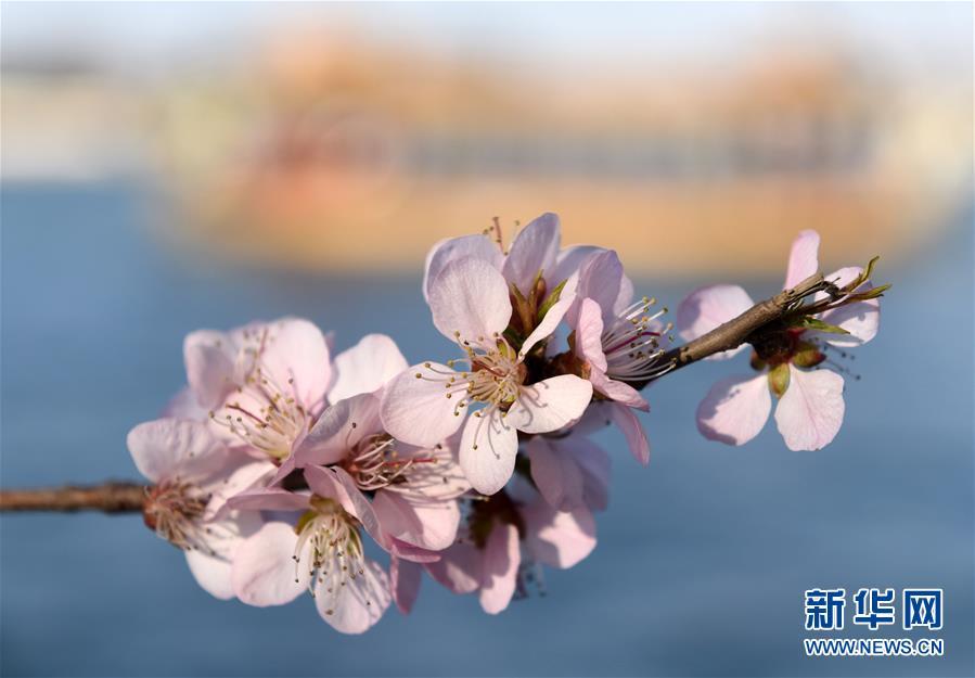 Spring scenery of Summer Palace in Beijing