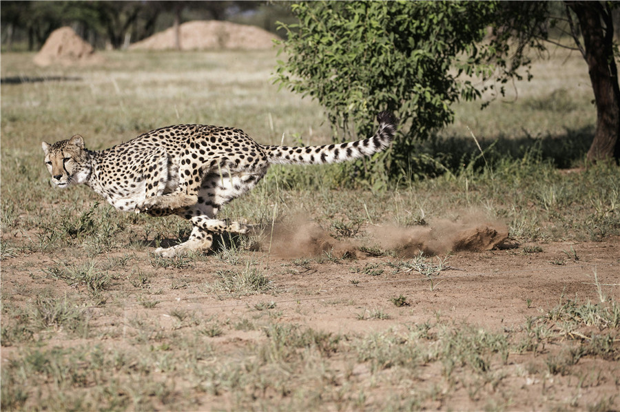 Push to save endangered cheetahs