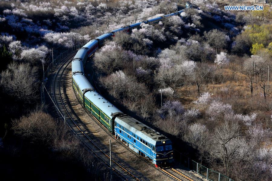 Train runs in mountainous area of blossom flower in Beijing