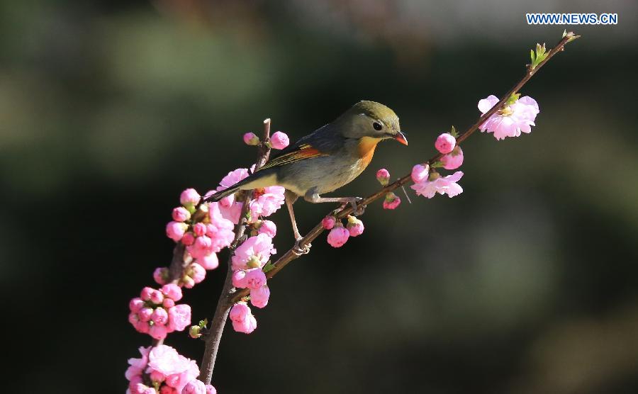 In pics: Spring sceneries across China