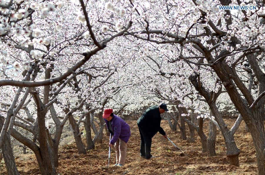 In pics: Spring sceneries across China