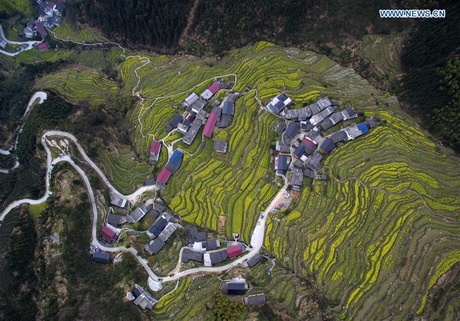 Scenery of cole blossoms in terraced fields, E China