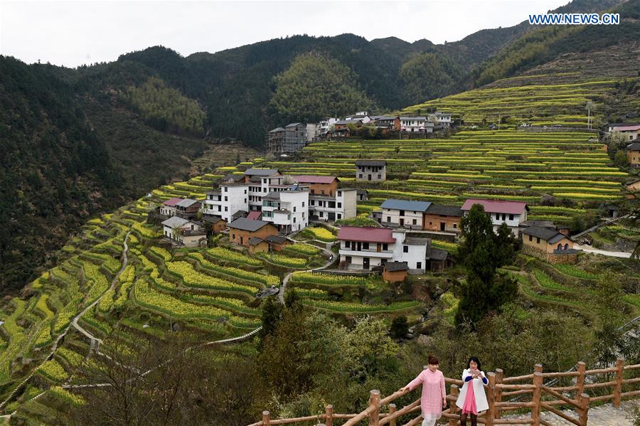 Scenery of cole blossoms in terraced fields, E China