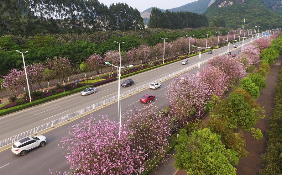 Road under bauhinia blossoms seen in Liuzhou, China's Guangxi