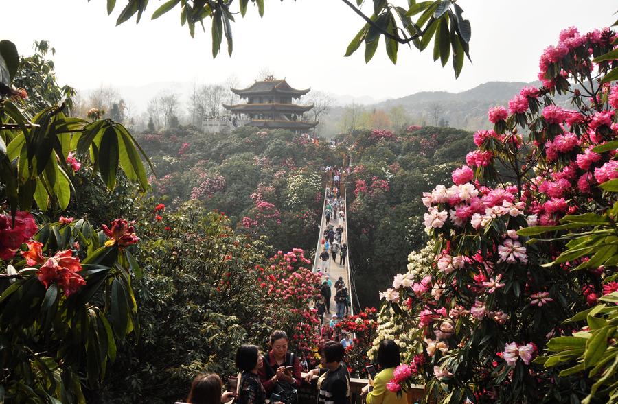 Burst with joy: Azaleas blossom in Guizhou