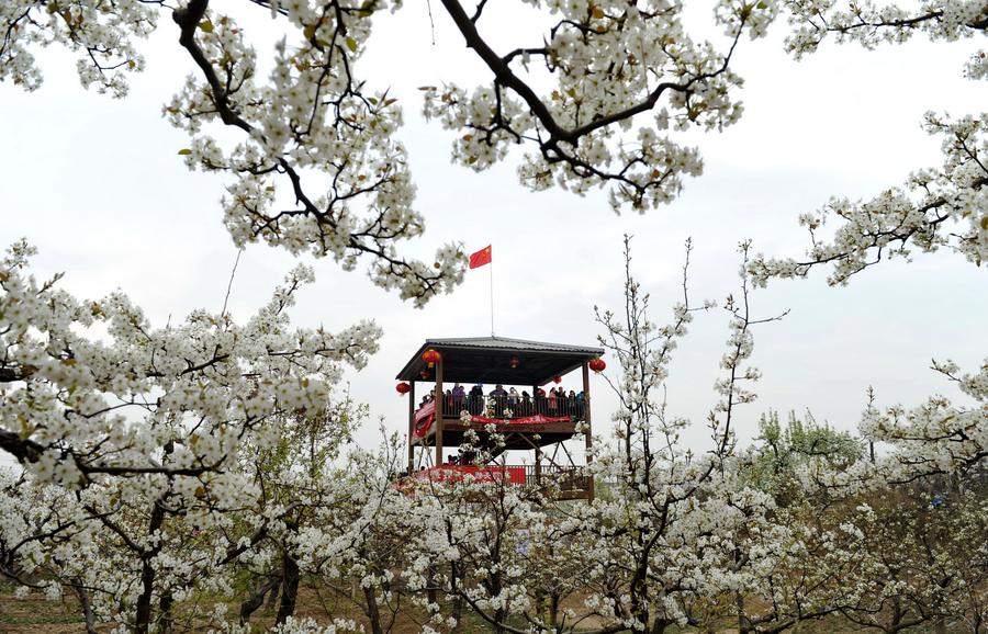 Sea of pear flowers attracts tourists in Hebei