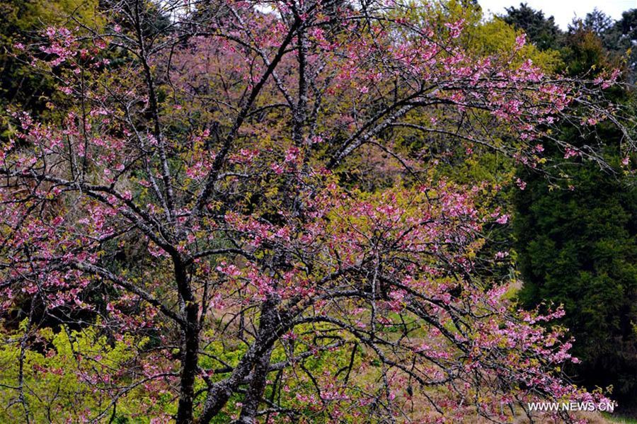 Spring scenery of Ali Mountain in Taiwan