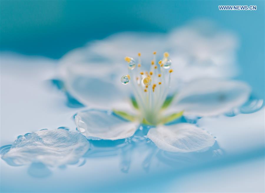 In pics: raindrops on peach blossom in N China