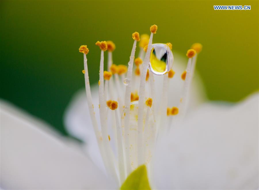 In pics: raindrops on peach blossom in N China