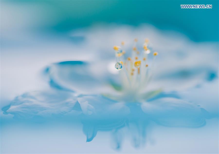 In pics: raindrops on peach blossom in N China