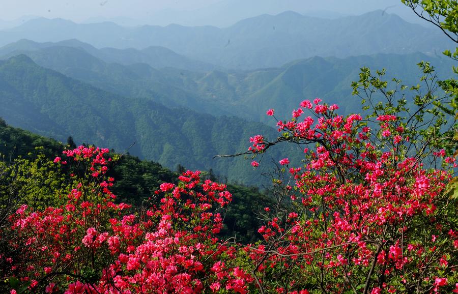 Azalea blossoms seen on E China's Longmian Mountain