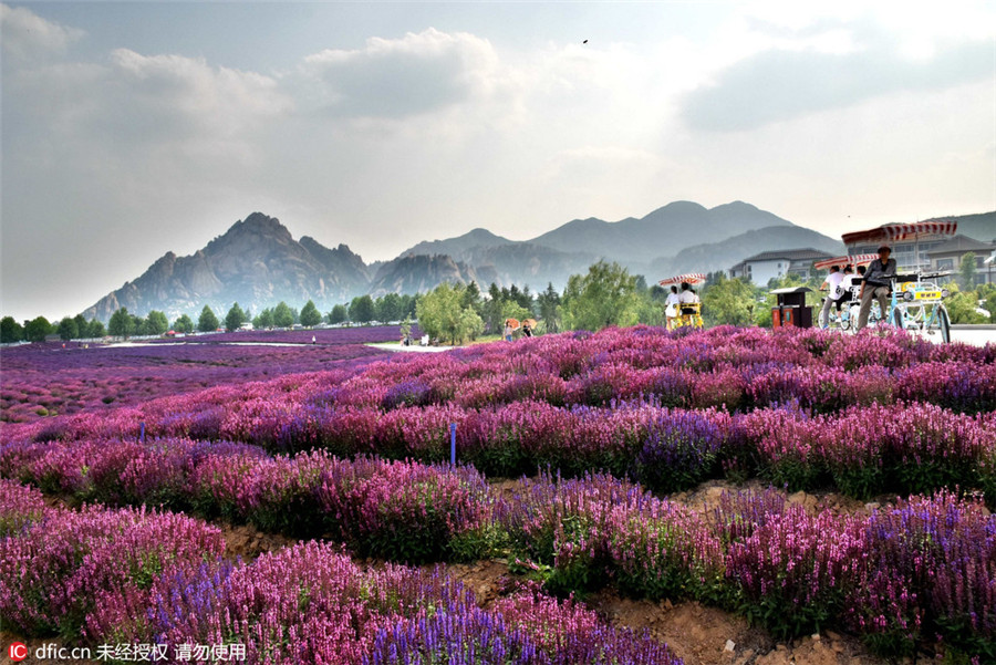 Lavender blossom invites tourists to Henan