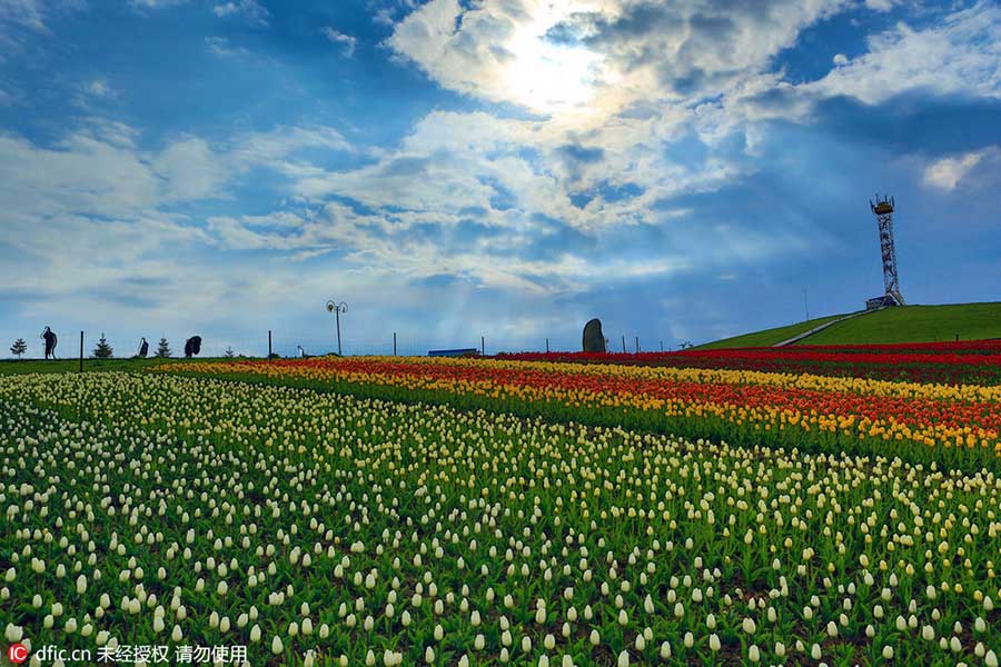 Tianshan Mountains tulips in full bloom