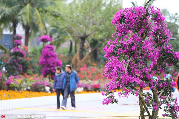 Bougainvillea exhibition graces Haikou, attracting tourists